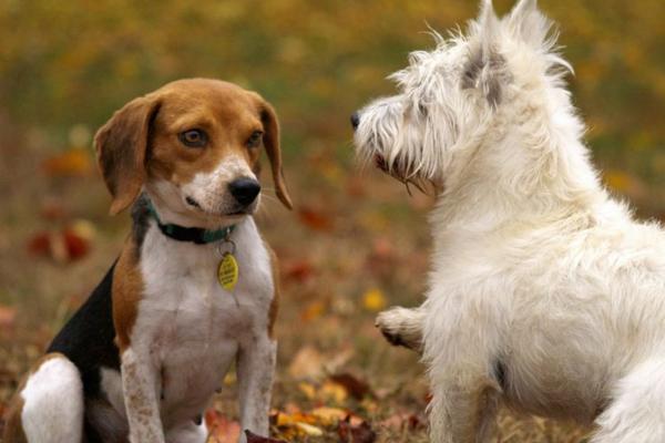 PET LOVERS Abades Loja 3* Hotel PET LOVERS Abades Loja 3* Hotel